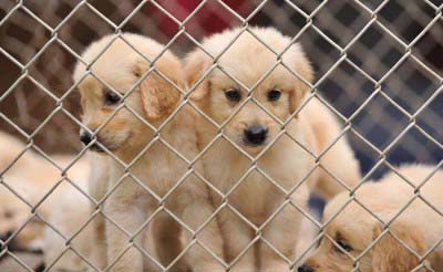 USA’s ban on imports of sick, young puppies likely to hurt puppy mills in Europe, Ukraine