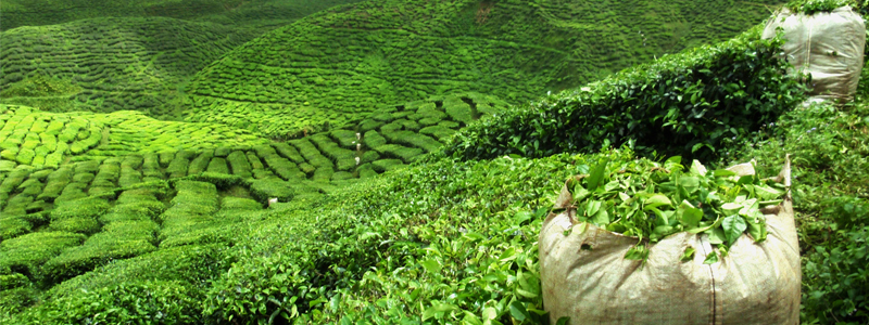 India’s tea exports projected to grow 15% in next five years