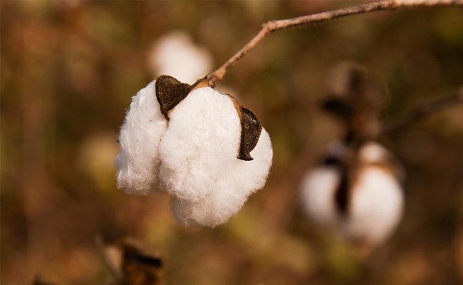 India gains USA’s share in cotton exports to China
