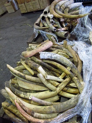Asia’s economic growth driving illegal animal tusk trade to record highs