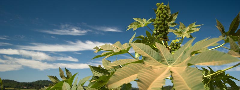 India dominates supply, not prices, in the castor oil export market