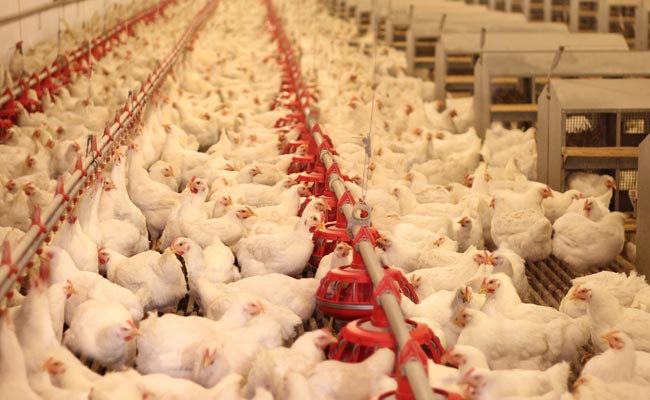 India likely to appeal against WTO ruling on poultry imports soon