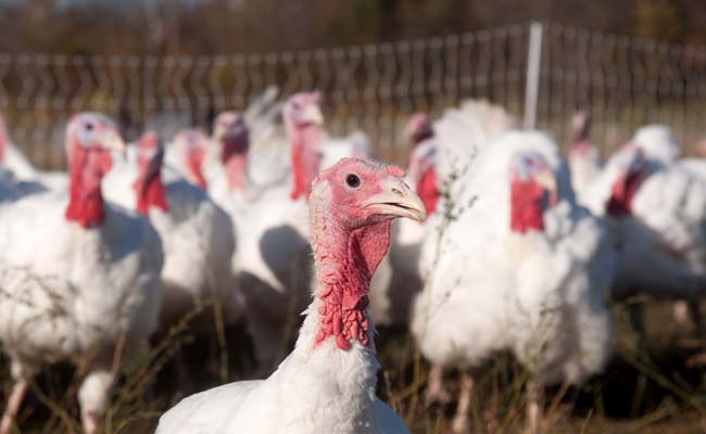 China bans USA poultry imports, will India be the next to do so?