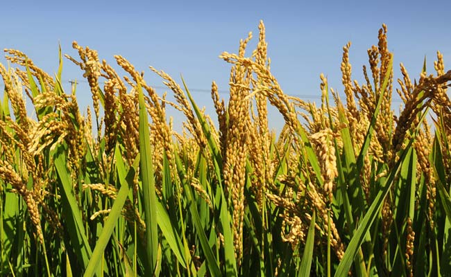 Twelfth Five Year Plan aims to produce 25 mn tonnes of food grains