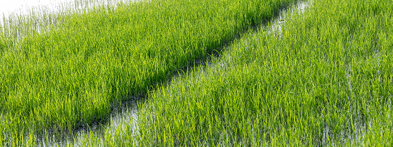 Centre to roll-out modified National Agricultural Insurance Scheme