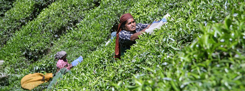 Rains affect India’s tea exports