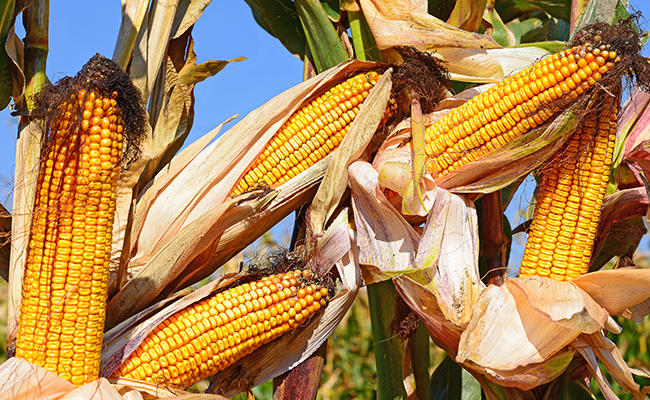 ‘Grown-in-India’ corn in trouble?