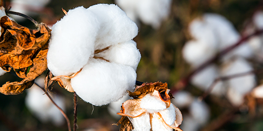 India likely to be the leading producer of Cotton in 2015-16: USDA
