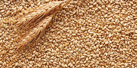 India may not import more wheat due to high global prices