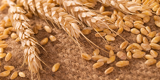 Wheat imports: Millers pitch for imports amidst quality concerns, say no to ‘import duty’