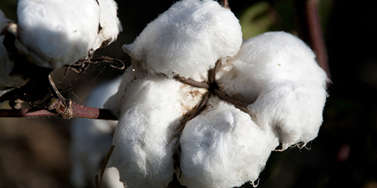 ‘Indian cotton exports to decline in 2014-15’