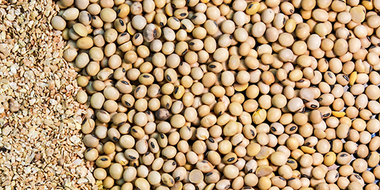 Export of soybean meal drops 72% in August