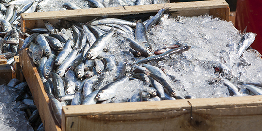 'India’s seafood exports likely to fall marginally'