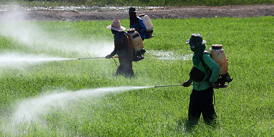 Fake pesticides put India's food grain exports at risk