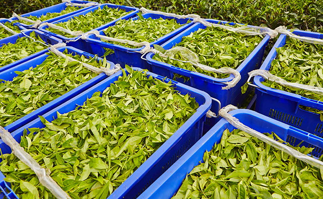 ‘Rising production cost hampering India’s tea exports’