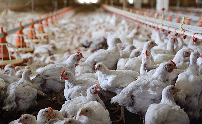 Poultry imports from US to trigger price war in India
