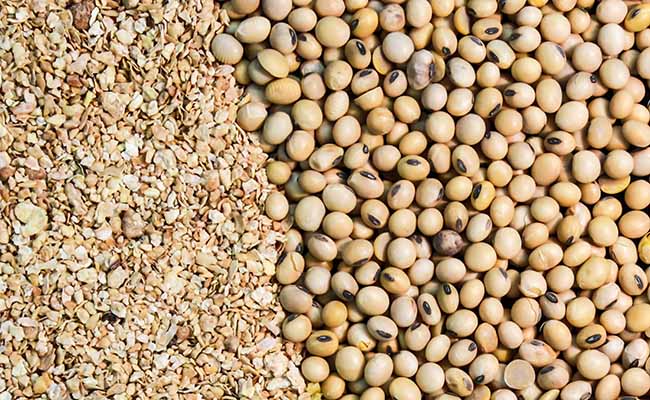 Soymeal exports hit historic low; down 91% in Jan
