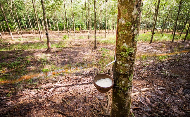 Imports of natural rubber plunged by 11.7% in February