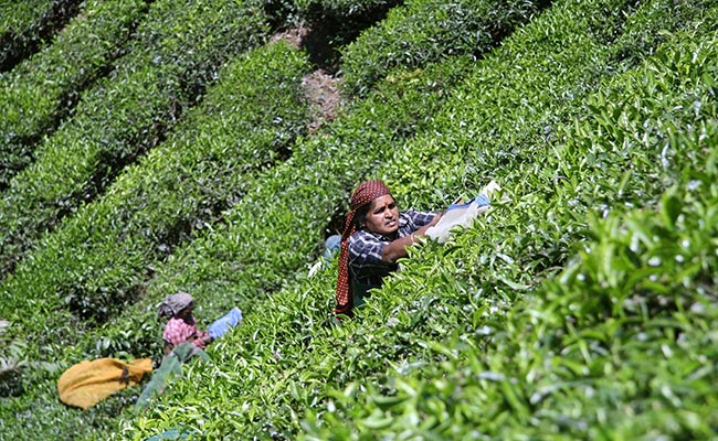 60% rise in tea exports to Pakistan from India