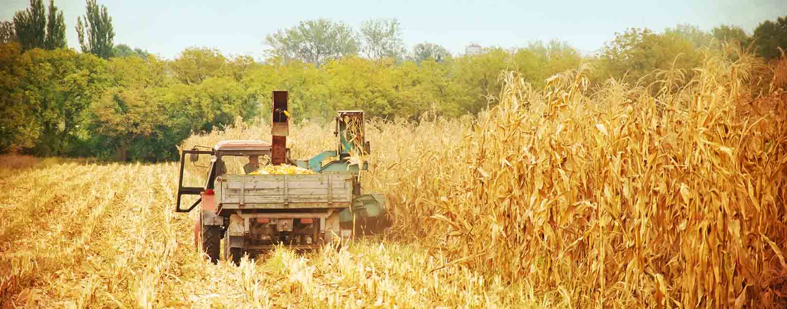 Corn import tender cancelled; government expects high yield this year