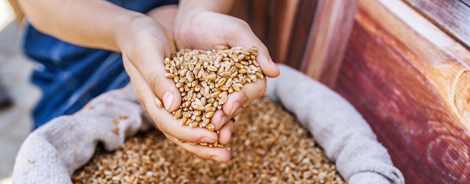 Decision on wheat Import-tax deferred until September