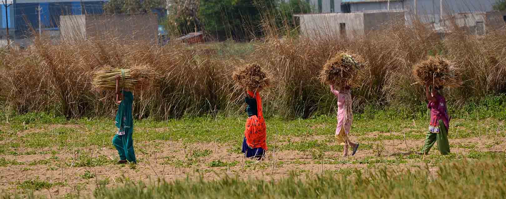 Tonnes of wheat arrive in Haryana