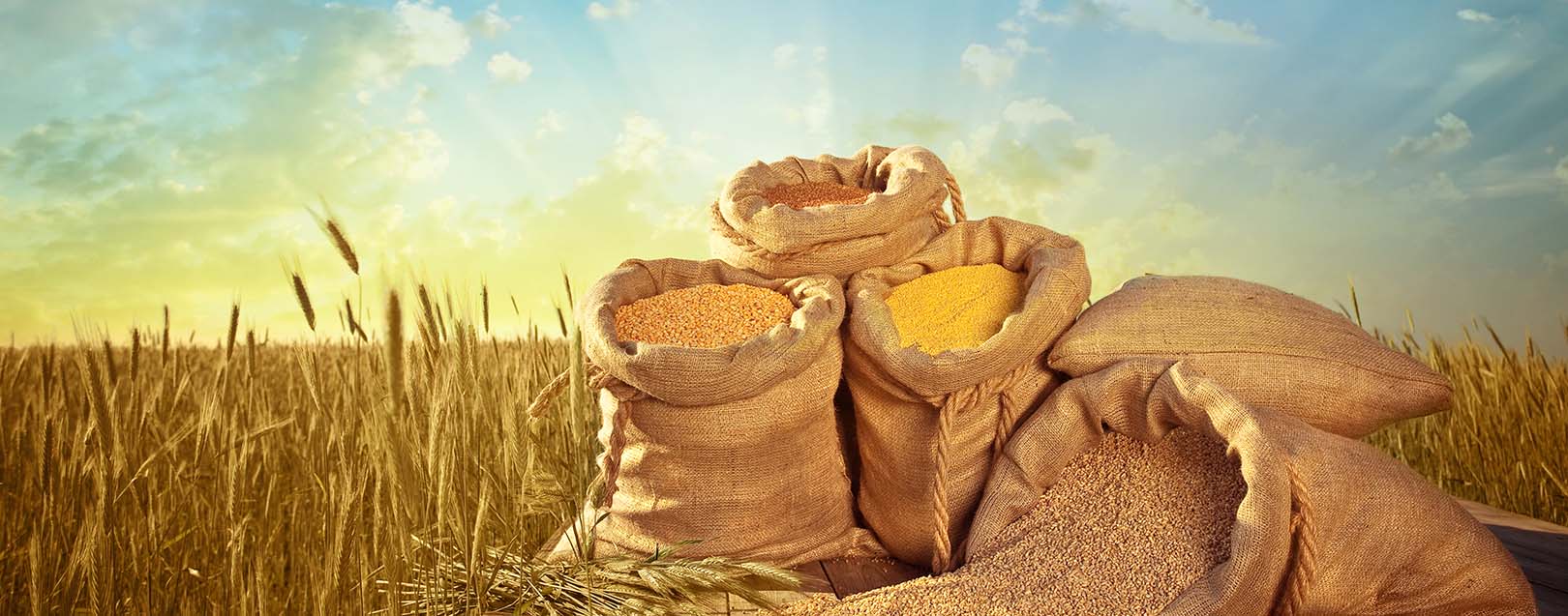 Over 20 lakh tonnes wheat arrives in Haryana