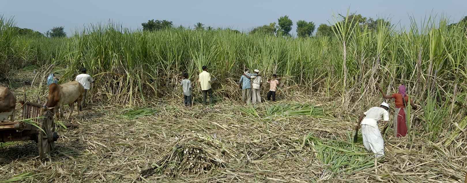 India’s sugar output fell by 8%
