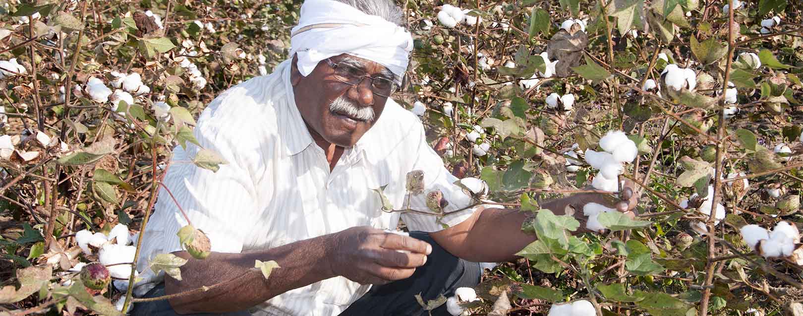 Telangana CM asks farmers not to grow cotton 
