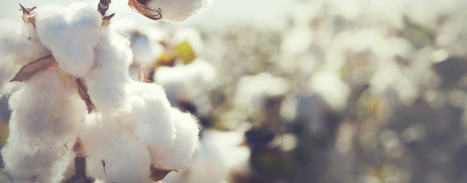 WTO removes subsidies helps Indian cotton farmers