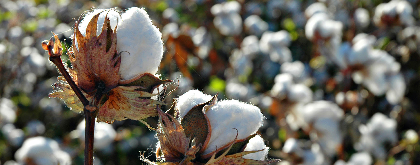 Price hike disables cotton exports in near future