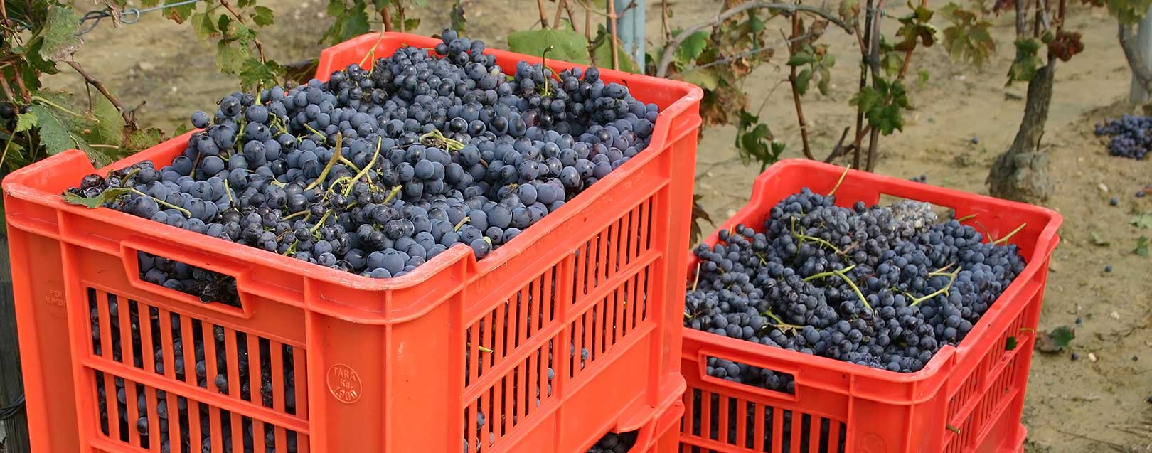 Indian grape exports to Europe doubled in FY 2016