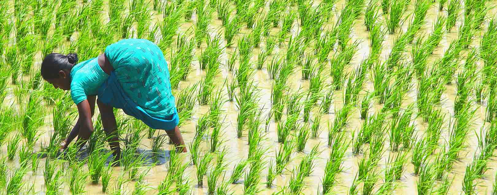 Govt sets high targets for foodgrains output