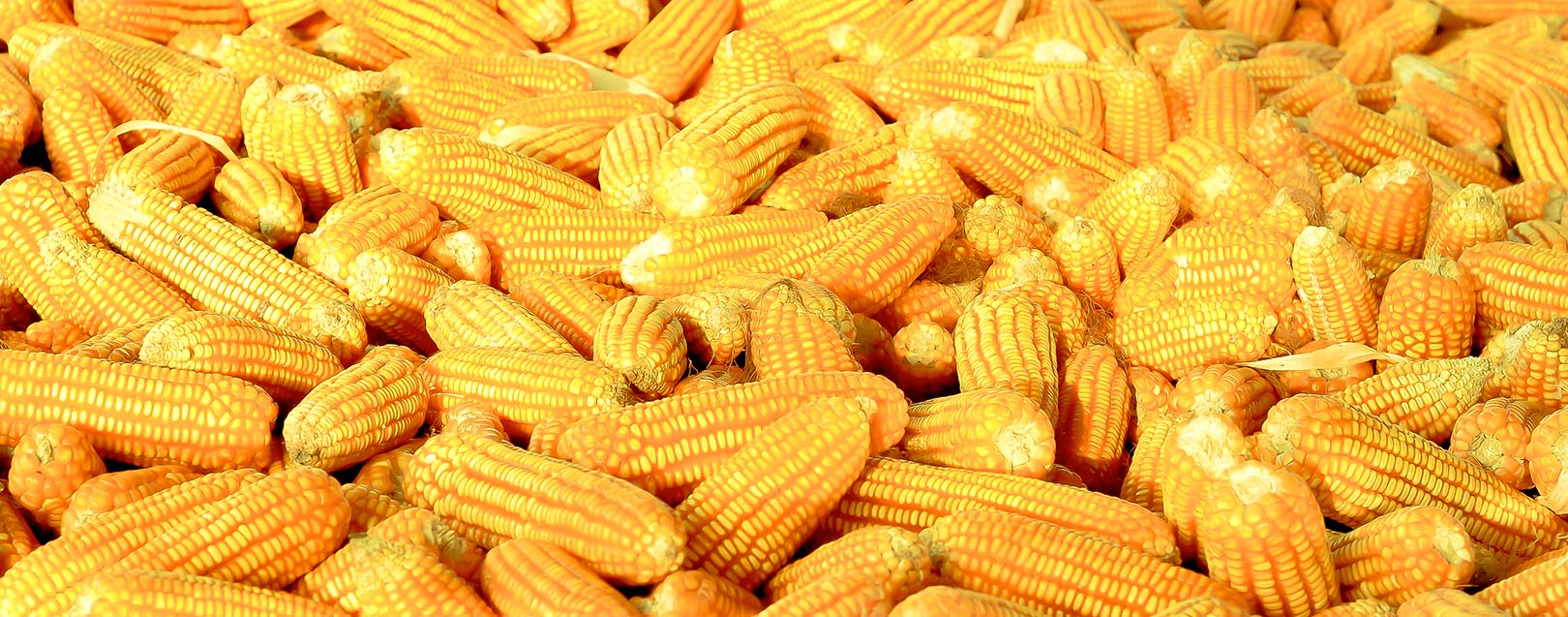 Maize productivity up 4.8 times: Radha Mohan Singh