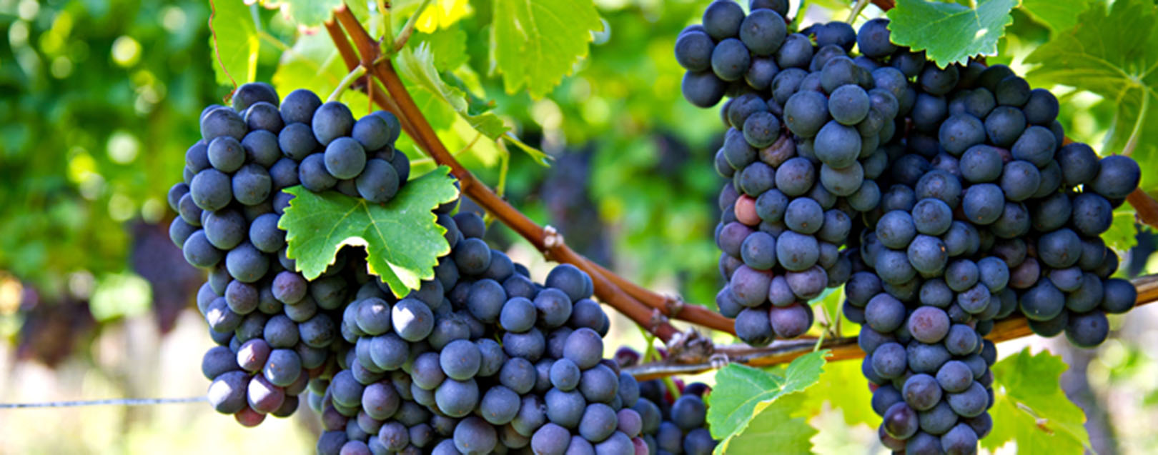 India’s export value of grapes to EU registers 23% growth in three years