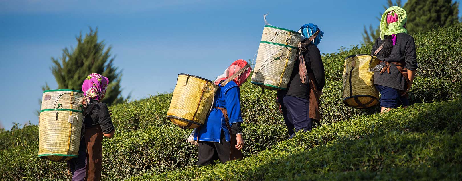 Tea exports increase over 13% during Jan-Mar 2016