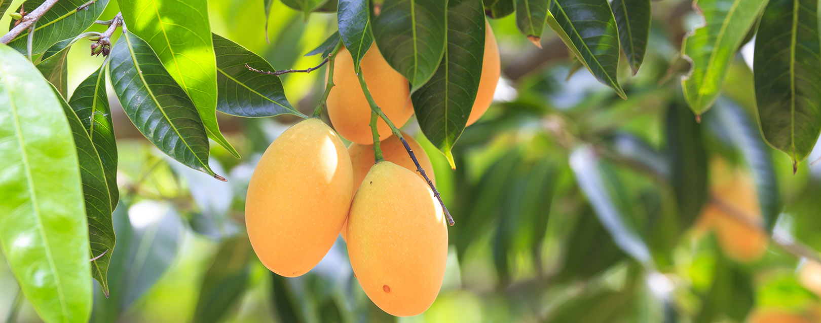 Bountiful Dussehri treat for mango lovers this season