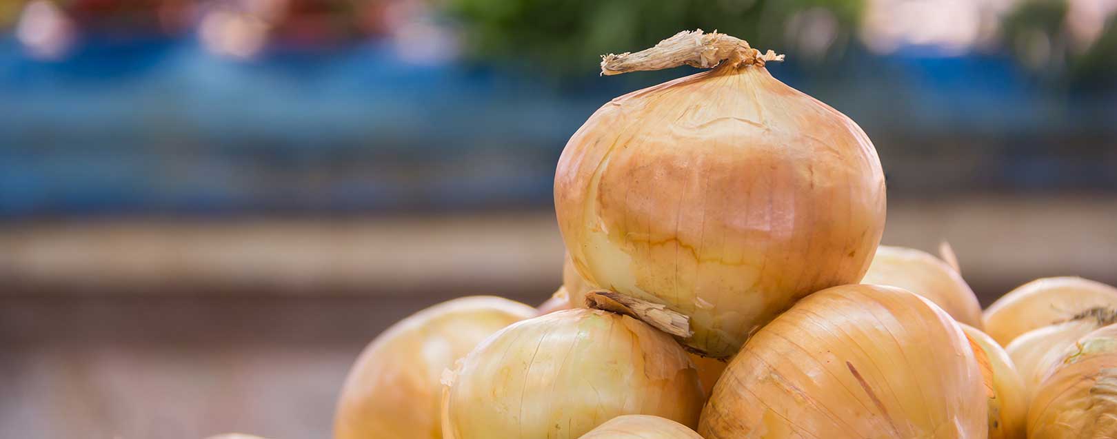 India’s onion exports shot up by 33% in Apr-Feb