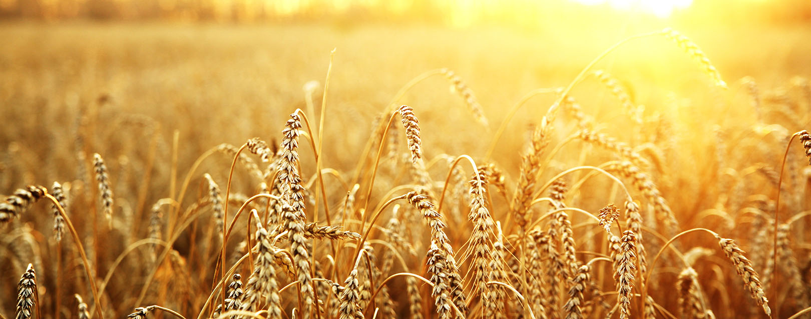 Wheat procurement falls, but no shortage: FCI