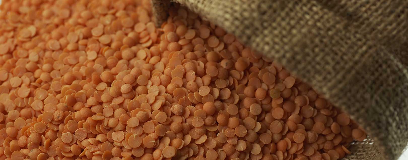 India expects long-term pulses supply from Mozambique