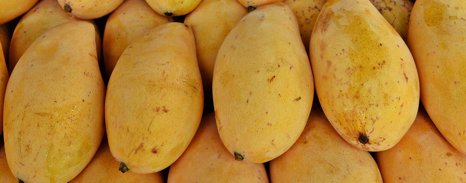 Innova Agri Bio Park exports 1.2 tonnes fruits to US
