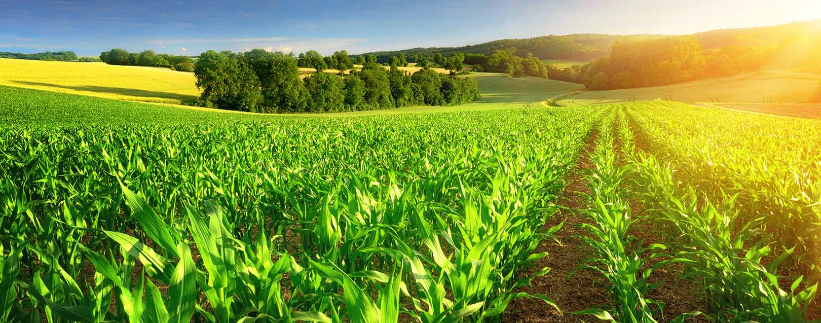 Non- urea fertilizers prices slashed