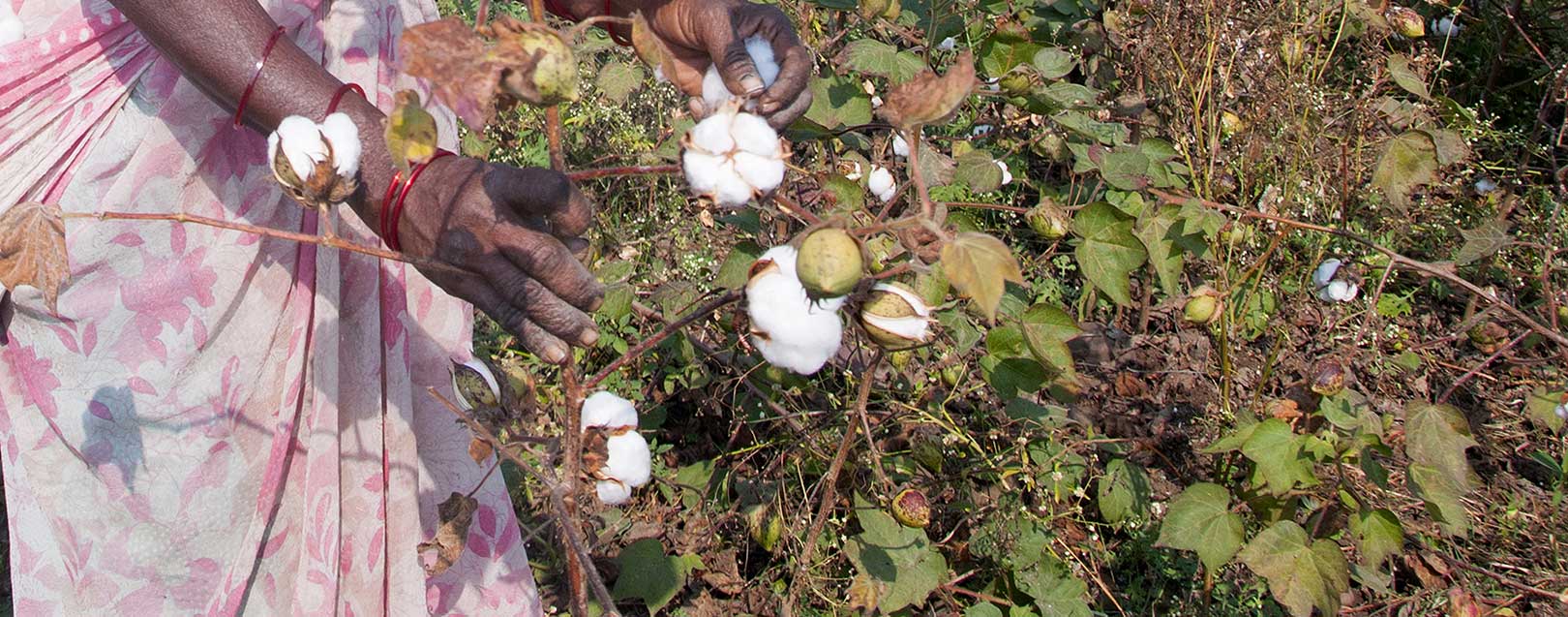 Cotton output could drop to 338 lakh bales in 2015-16
