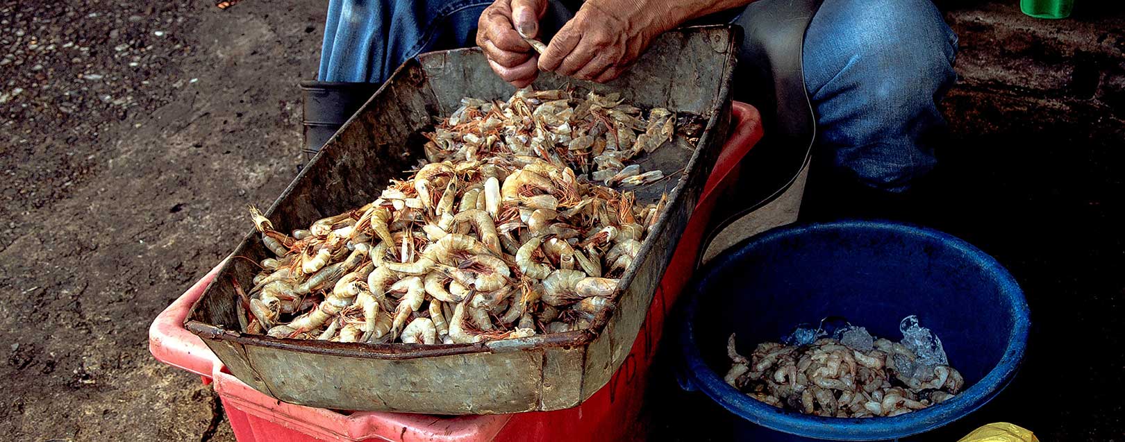 US hike in anti-dumping to hit Indian shrimp exports: ICRA