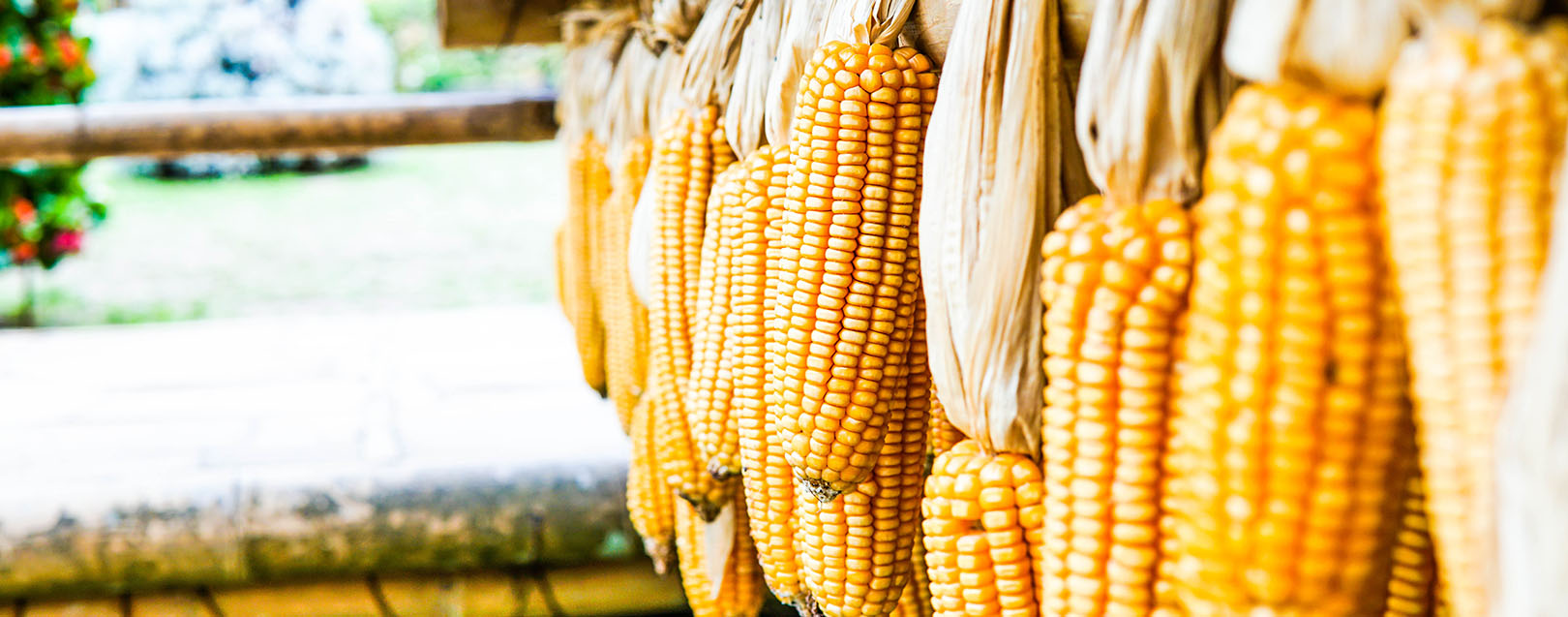 Indian traders float tenders to import 330,000 tonnes corn