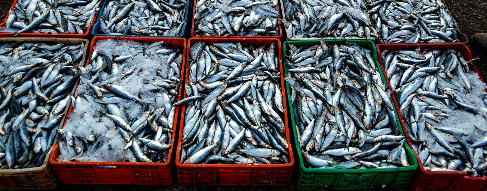 Seafood exports declines in FY2016-17 after seven years