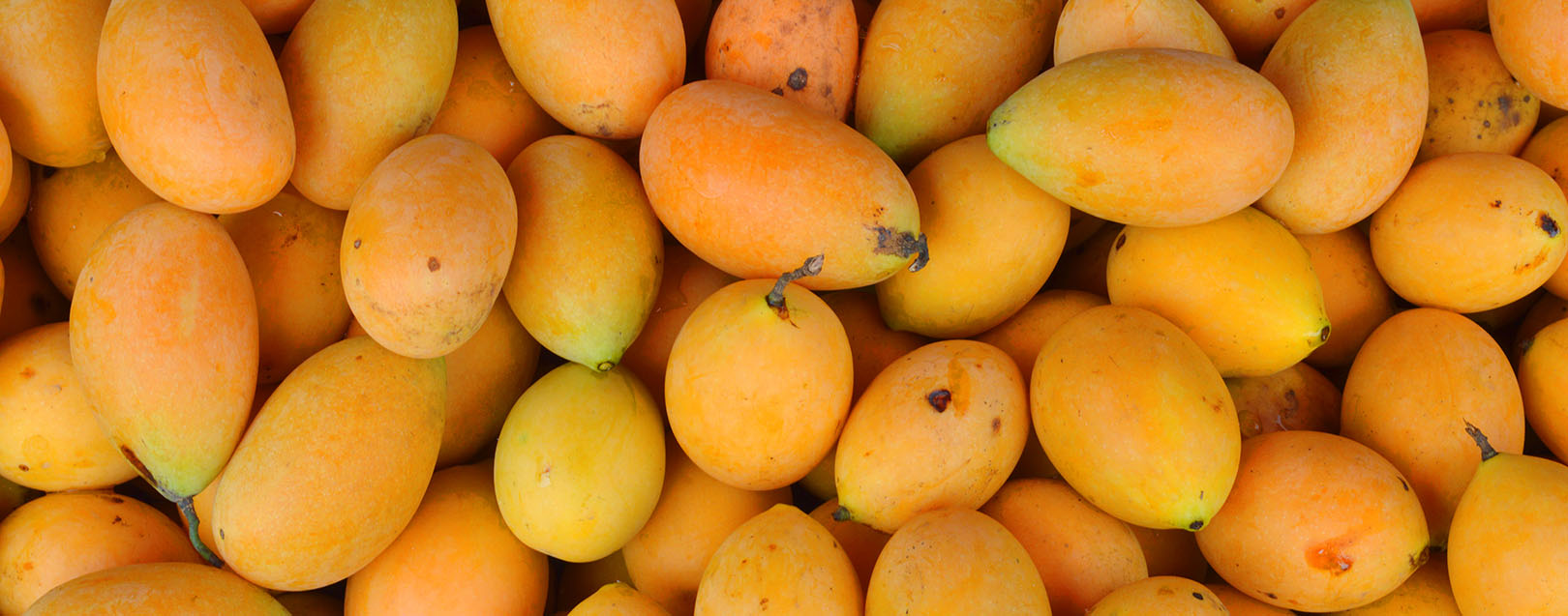 India in talks with various nations to boost mango exports