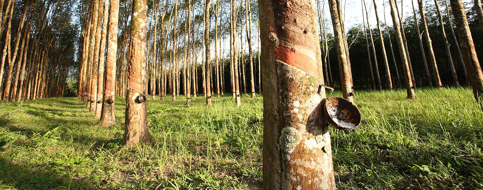 Natural rubber output up 21% in Aug, exports decline