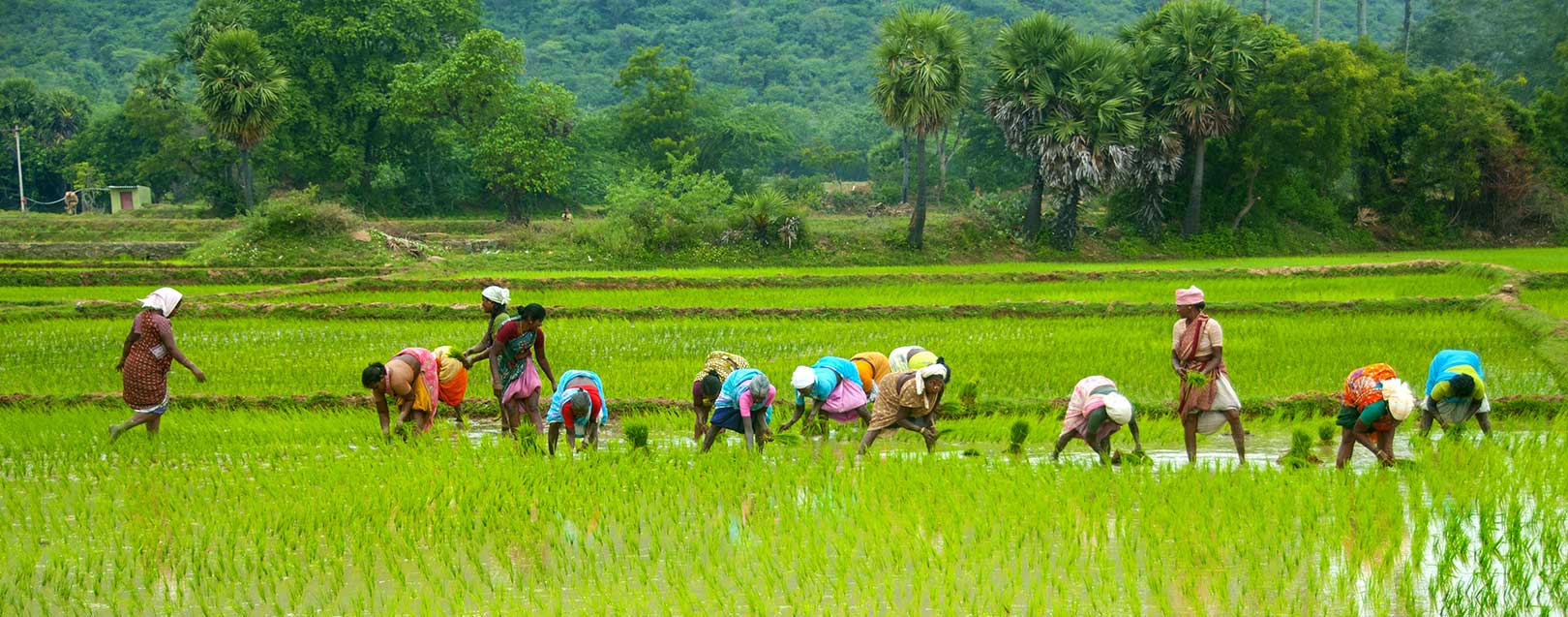 Odisha govt. eyeing heavy paddy procurement to enhance rural economy