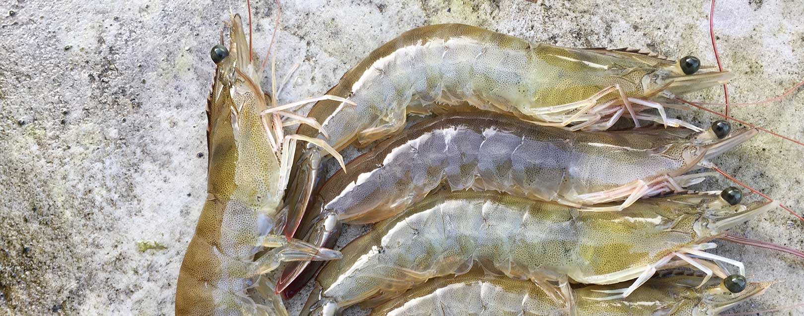 Vannamei shrimp helping India’s marine product exports: MPEDA